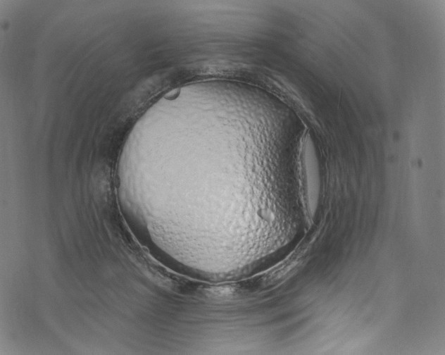 X0000072990265200608211523