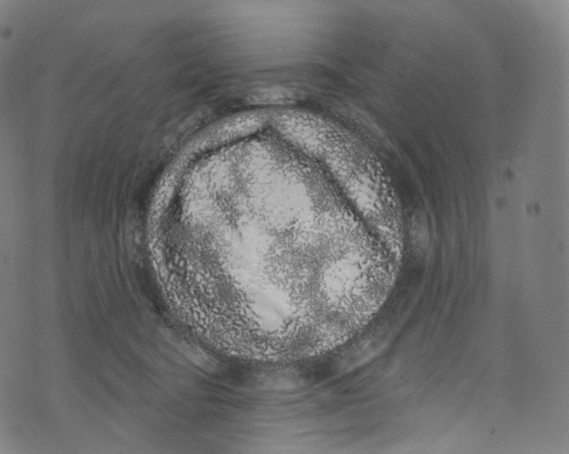 X0000072990322200608211522