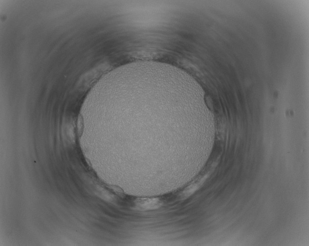 X0000072990334200608211522