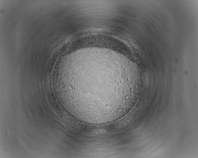 X0000072990360200608211522