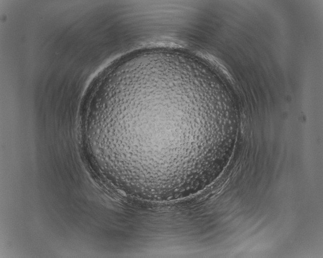 X0000072990388200608211521