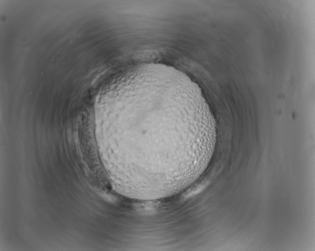 X0000072990432200608211520