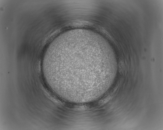 X0000072990454200608211520