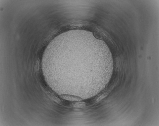 X0000072990463200608211520