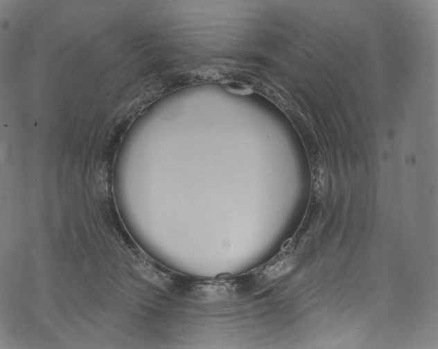 X0000072990466200608211520