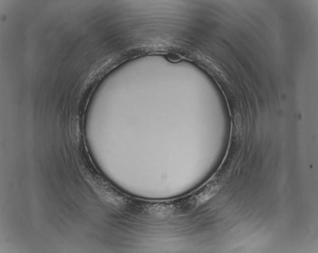 X0000072990494200608211519