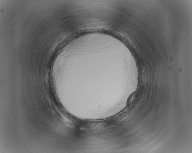 X0000072990495200608211519