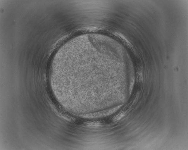 X0000072990500200608211519