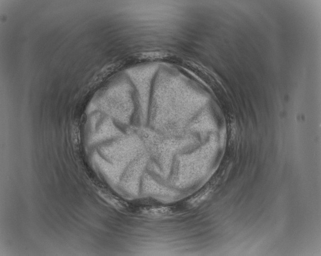 X0000072990517200608211519