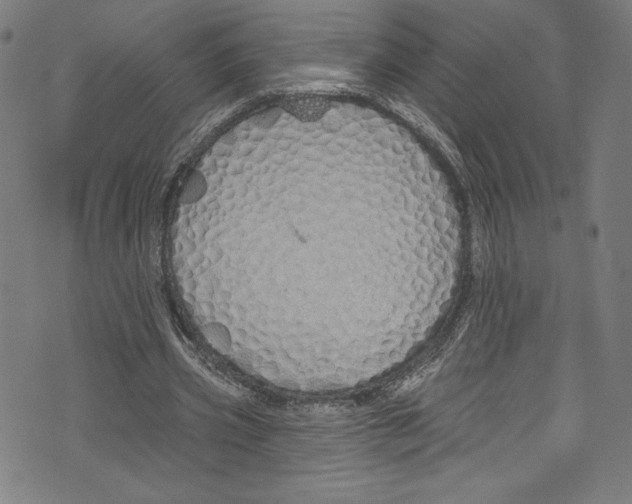 X0000072990533200608211518