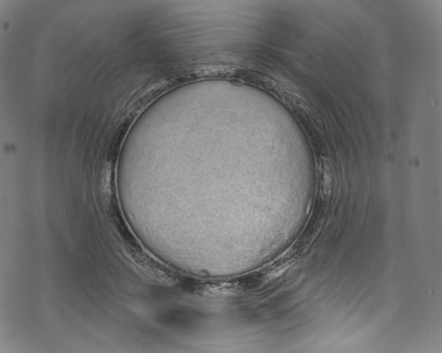 X0000072990550200608211518