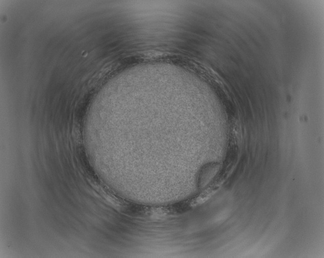 X0000072990565200608211519