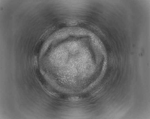 X0000072990598200608211518