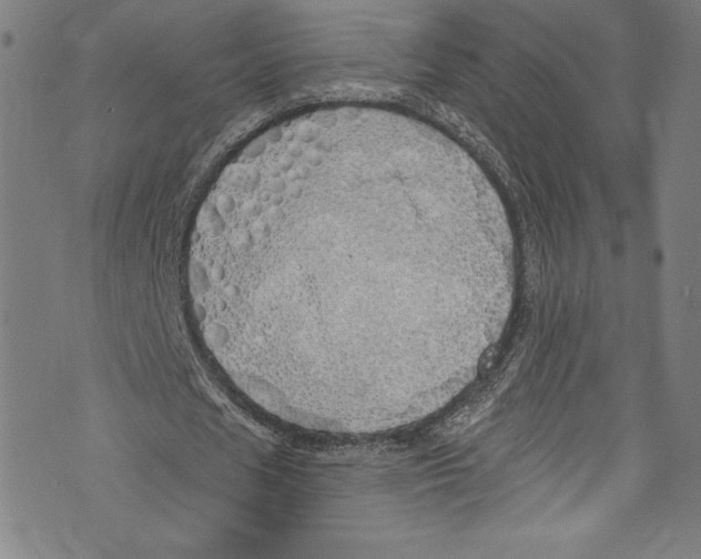 X0000072990625200608211516