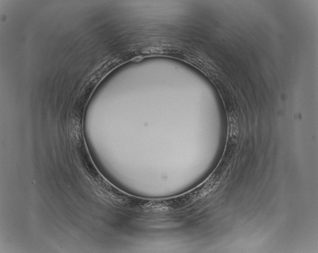 X0000072990648200608211517