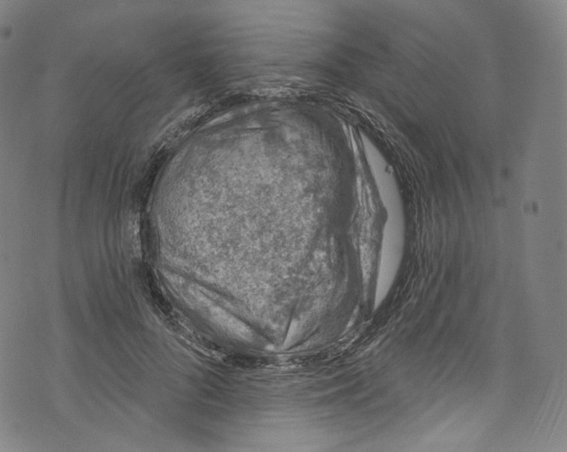 X0000072990696200608211516