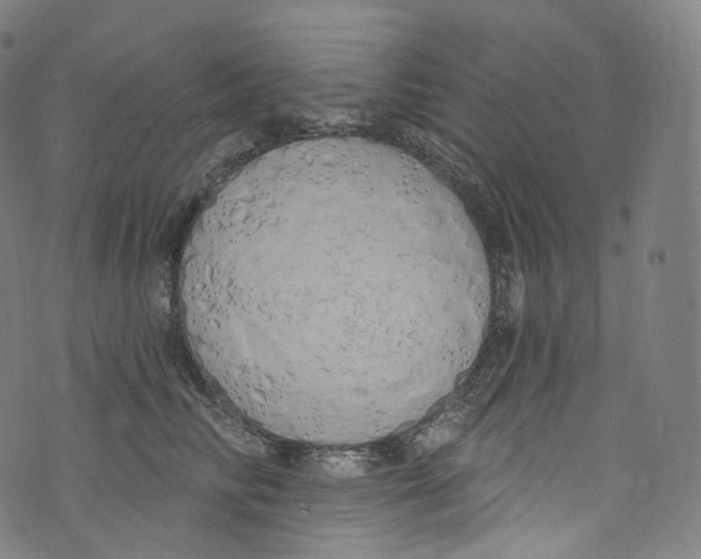 X0000072990710200608211516