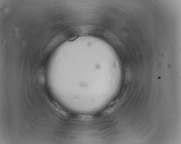 X0000072990719200608211516