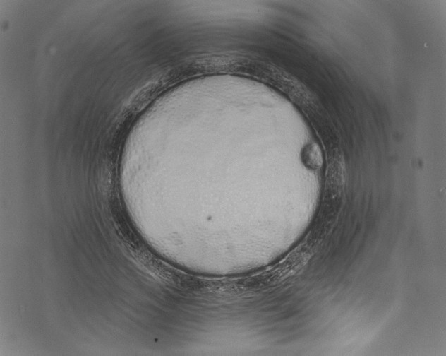 X0000072990733200608211515