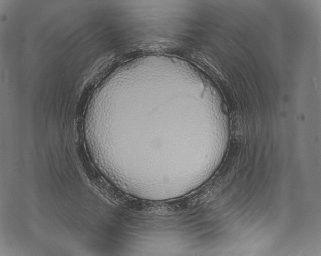 X0000072990738200608211515