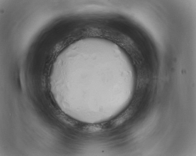 X0000072990765200608211516