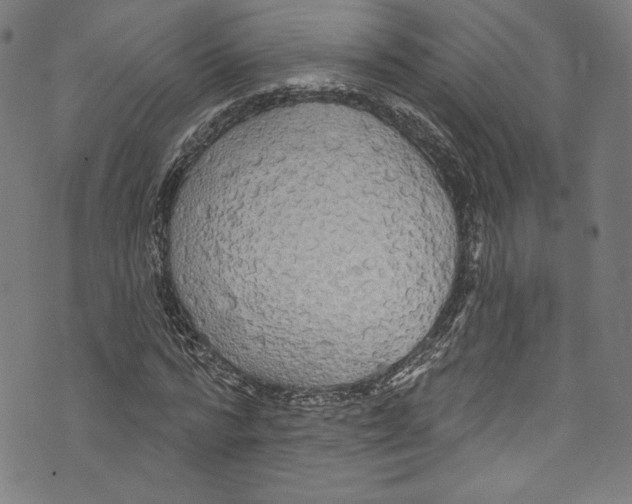 X0000072990776200608211515