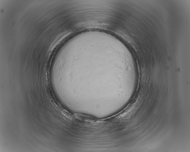 X0000072990782200608211515