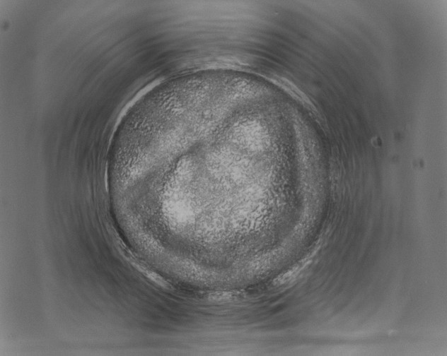 X0000072990790200608211514