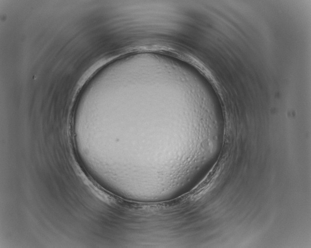 X0000072990803200608211514