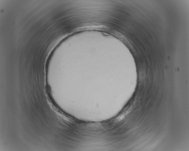 X0000072990844200608211514