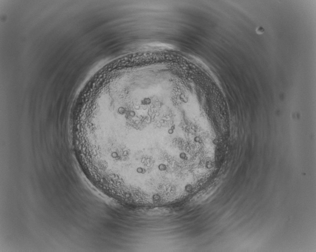 X0000072990851200608211514