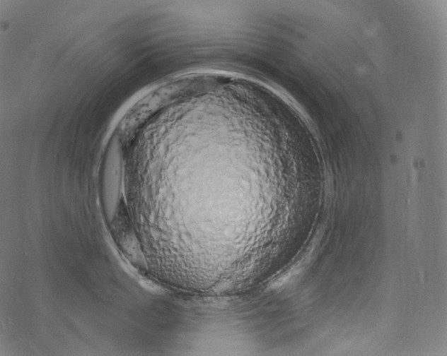 X0000072990862200608211514