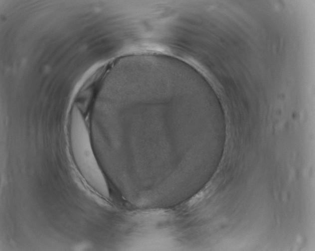 X0000072990864200608211514