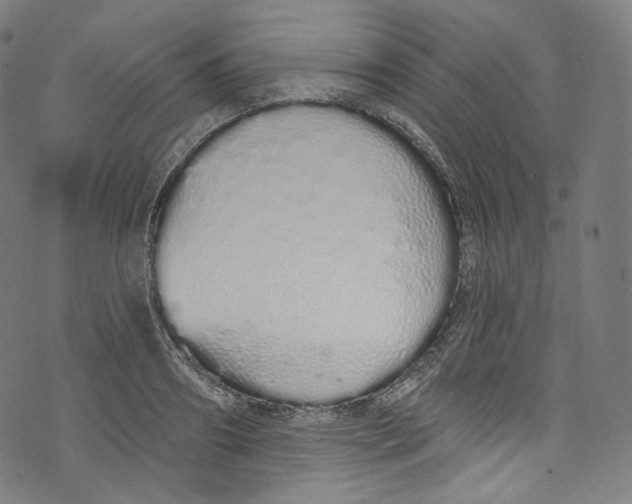 X0000072990890200608211513