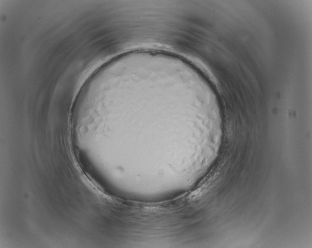 X0000072990903200608211513