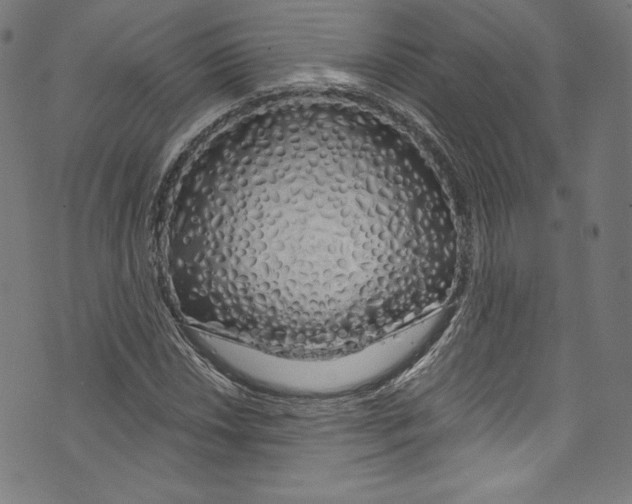 X0000072991018200608211510