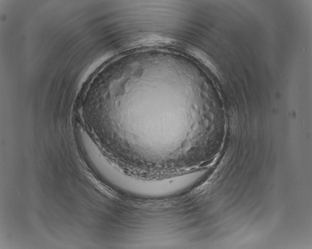 X0000072991026200608211510