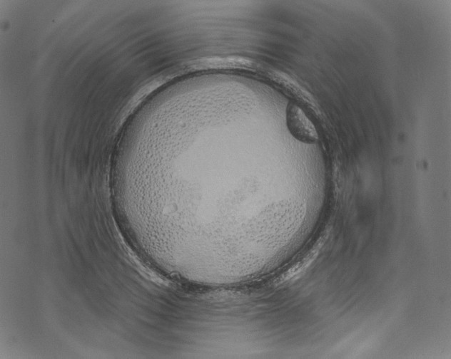 X0000072991033200608211510