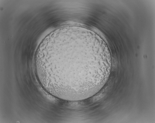 X0000072991098200608211509