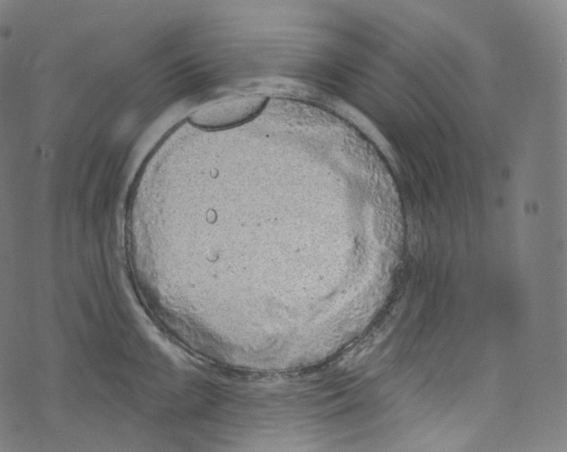 X0000072991099200608211509