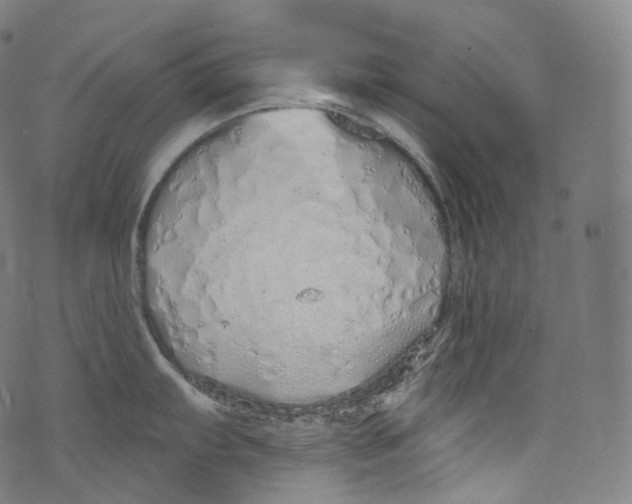 X0000072991103200608211509