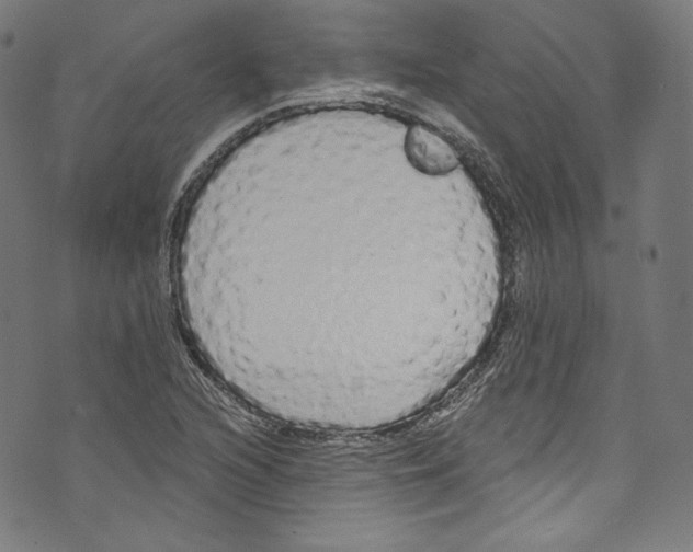 X0000072991216200608211507