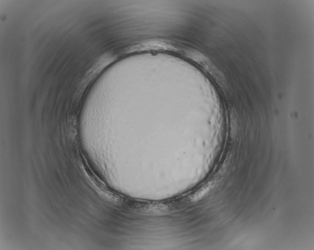 X0000072991233200608211507