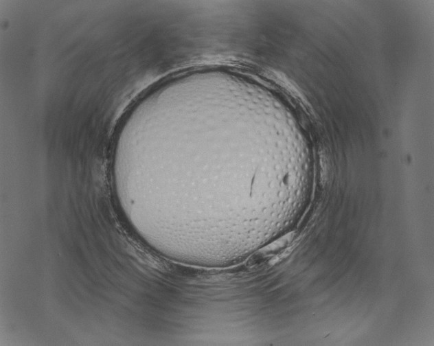 X0000072991260200608211507