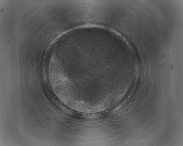 X0000072991262200608211507