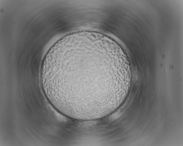 X0000072991294200608211506