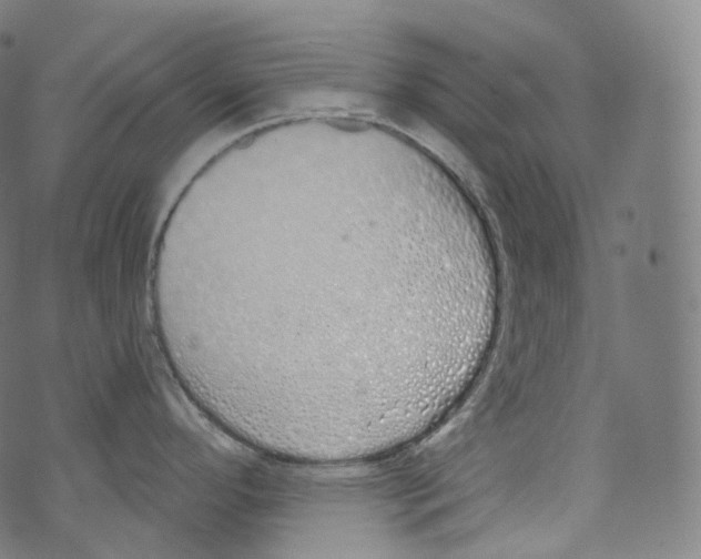 X0000072991296200608211506