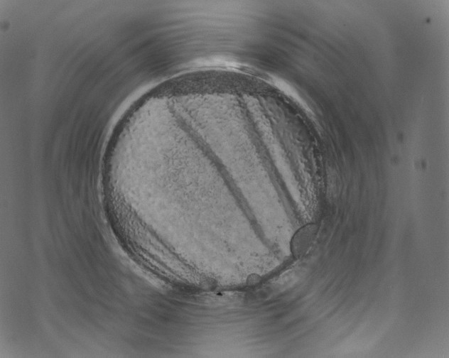 X0000072991331200608211506