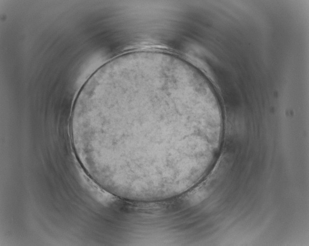 X0000072991338200608211506