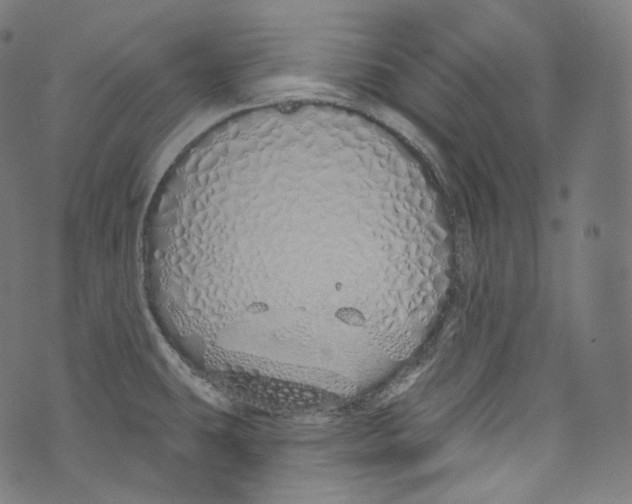 X0000072991431200608211504